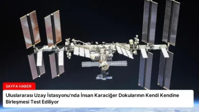 Uluslararası Uzay İstasyonu’nda İnsan Karaciğer Dokularının Kendi Kendine Birleşmesi Test Ediliyor