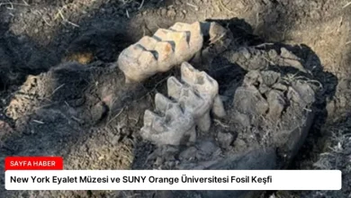 New York Eyalet Müzesi ve SUNY Orange Üniversitesi Fosil Keşfi