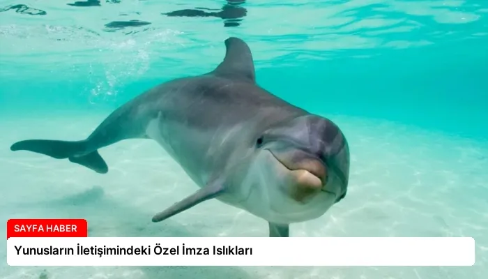 Yunusların İletişimindeki Özel İmza Islıkları