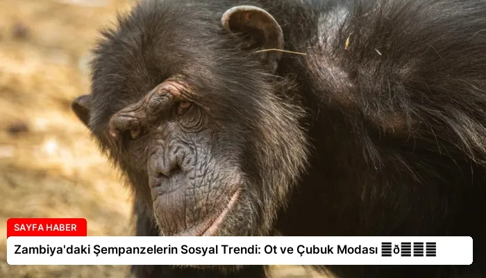 Zambiya’daki Şempanzelerin Sosyal Trendi: Ot ve Çubuk Modası ⏬👇