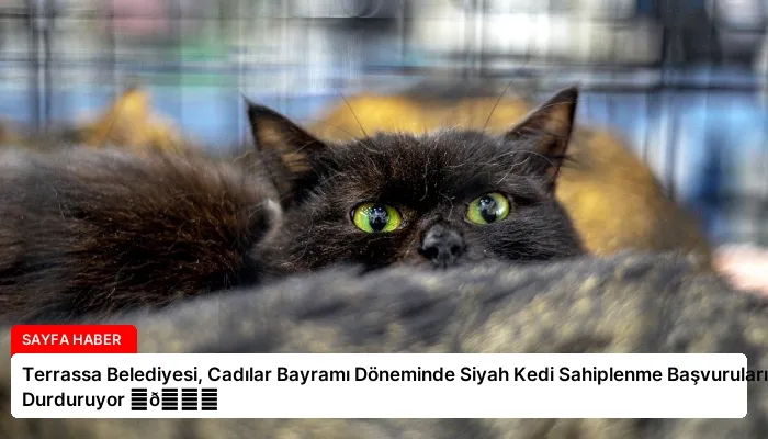 Terrassa Belediyesi, Cadılar Bayramı Döneminde Siyah Kedi Sahiplenme Başvurularını Durduruyor ⏬👇