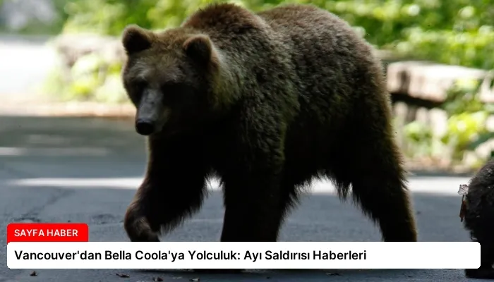 Vancouver’dan Bella Coola’ya Yolculuk: Ayı Saldırısı Haberleri