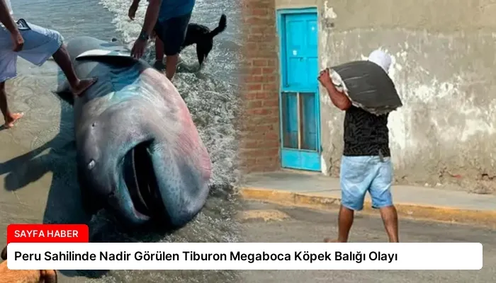 Peru Sahilinde Nadir Görülen Tiburon Megaboca Köpek Balığı Olayı