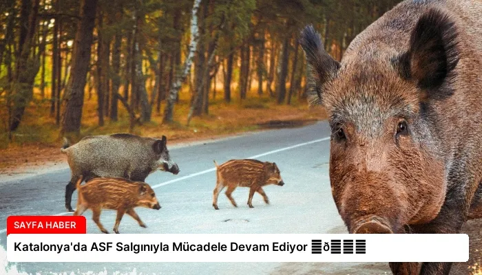 Katalonya’da ASF Salgınıyla Mücadele Devam Ediyor ⏬👇