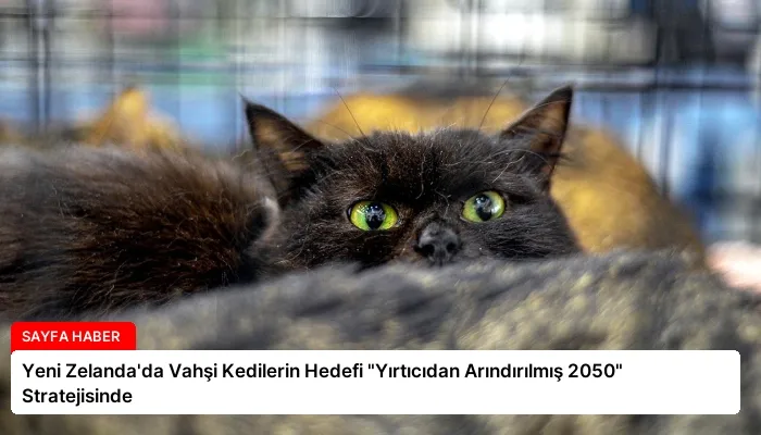 Yeni Zelanda’da Vahşi Kedilerin Hedefi “Yırtıcıdan Arındırılmış 2050” Stratejisinde