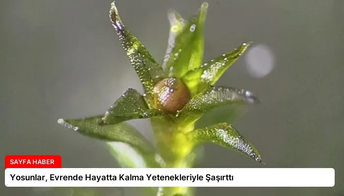 Yosunlar, Evrende Hayatta Kalma Yetenekleriyle Şaşırttı