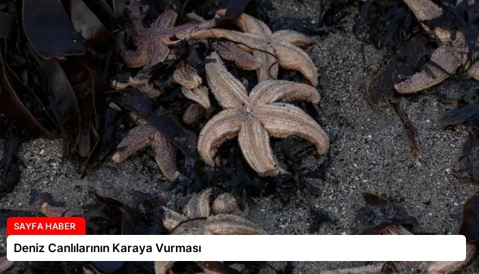 Deniz Canlılarının Karaya Vurması