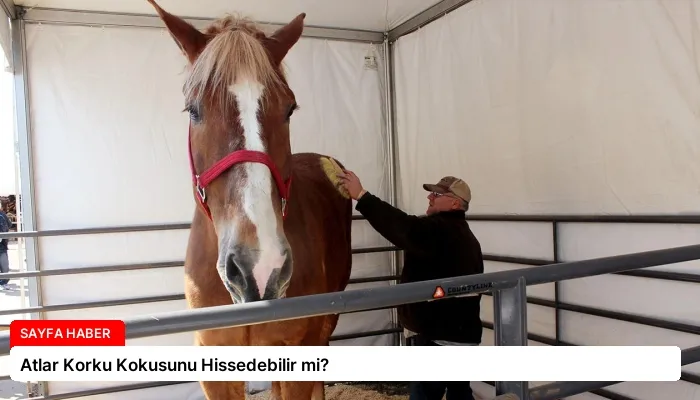 Atlar Korku Kokusunu Hissedebilir mi?