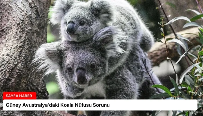 Güney Avustralya’daki Koala Nüfusu Sorunu