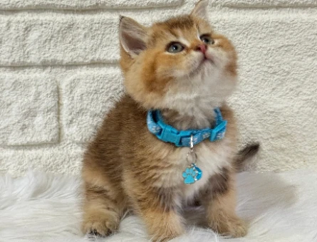 Kedi Sahiplendirme Dünyasında Güvenilir Adres Petyasam.com