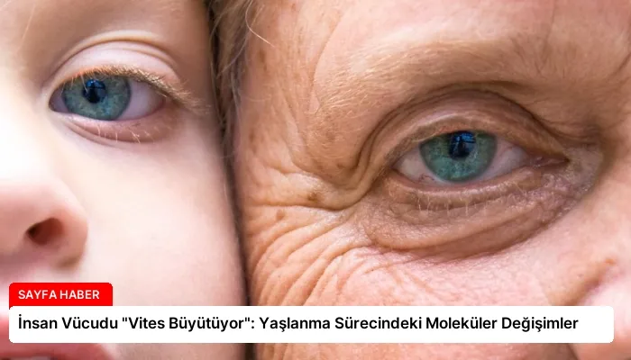 İnsan Vücudu “Vites Büyütüyor”: Yaşlanma Sürecindeki Moleküler Değişimler