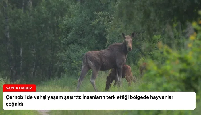 Çernobil’de vahşi yaşam şaşırttı: İnsanların terk ettiği bölgede hayvanlar çoğaldı