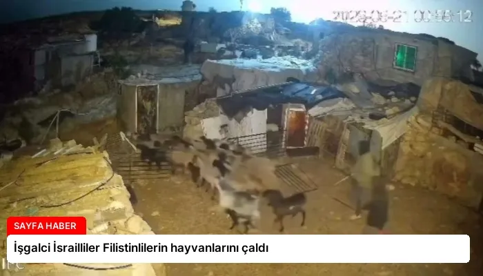 İşgalci İsrailliler Filistinlilerin hayvanlarını çaldı