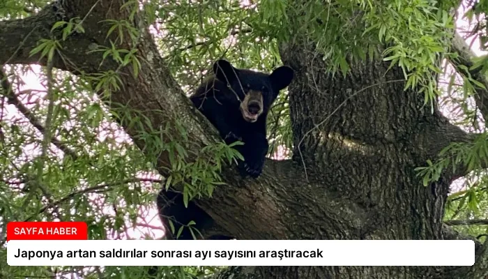 Japonya artan saldırılar sonrası ayı sayısını araştıracak