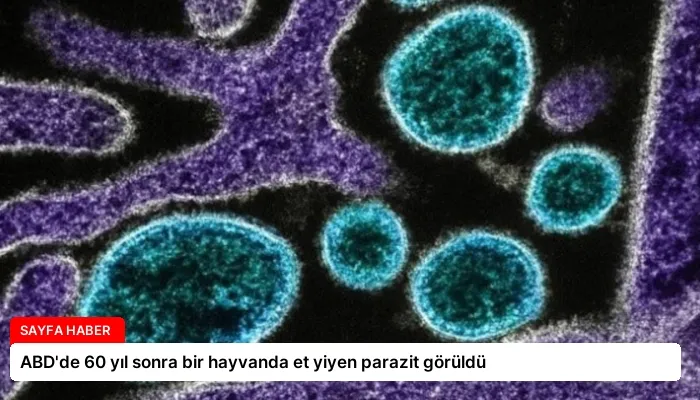ABD’de 60 yıl sonra bir hayvanda et yiyen parazit görüldü