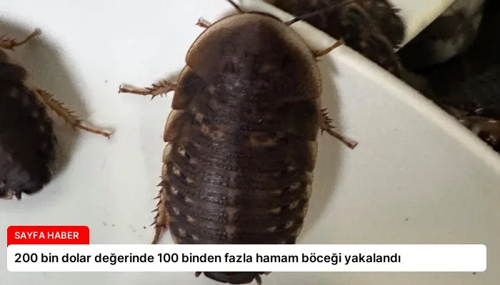 200 bin dolar değerinde 100 binden fazla hamam böceği yakalandı