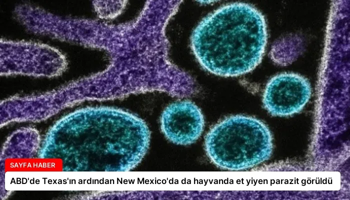 ABD’de Texas’ın ardından New Mexico’da da hayvanda et yiyen parazit görüldü