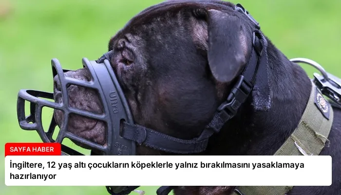 İngiltere, 12 yaş altı çocukların köpeklerle yalnız bırakılmasını yasaklamaya hazırlanıyor