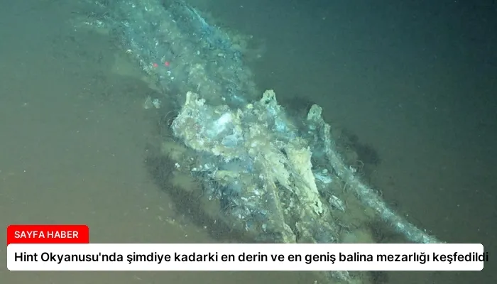 Hint Okyanusu’nda şimdiye kadarki en derin ve en geniş balina mezarlığı keşfedildi