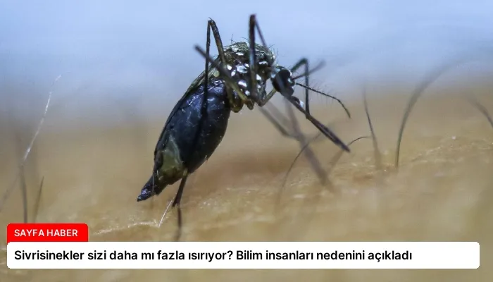 Sivrisinekler sizi daha mı fazla ısırıyor? Bilim insanları nedenini açıkladı