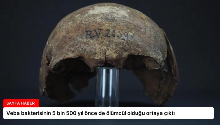 Veba bakterisinin 5 bin 500 yıl önce de ölümcül olduğu ortaya çıktı