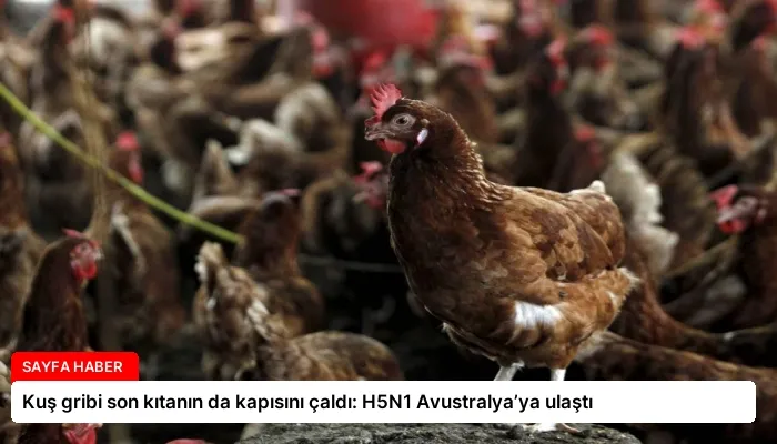Kuş gribi son kıtanın da kapısını çaldı: H5N1 Avustralya’ya ulaştı