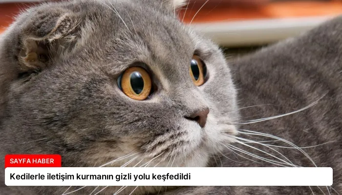 Kedilerle iletişim kurmanın gizli yolu keşfedildi
