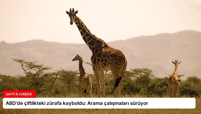 ABD’de çiftlikteki zürafa kayboldu: Arama çalışmaları sürüyor