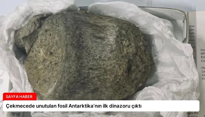 Çekmecede unutulan fosil Antarktika’nın ilk dinazoru çıktı