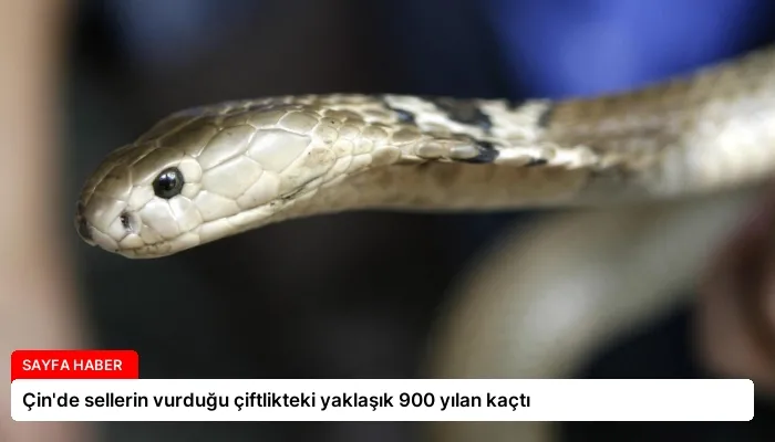 Çin’de sellerin vurduğu çiftlikteki yaklaşık 900 yılan kaçtı