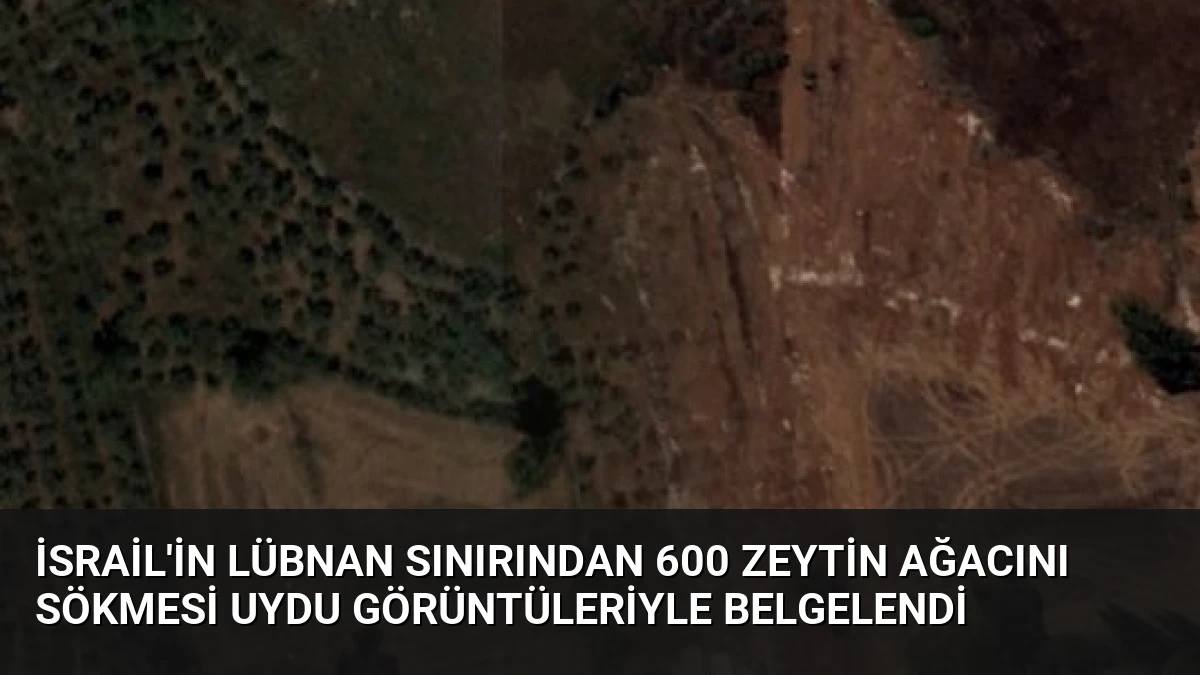 İsrail’in Lübnan Sınırından 600 Zeytin Ağacını Sökmesi Uydu Görüntüleriyle Belgelendi